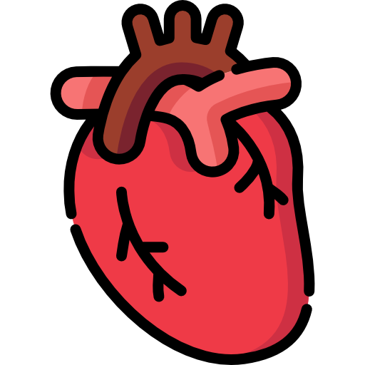 Anatomisches Herz
